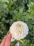 Hollyhill Miss White