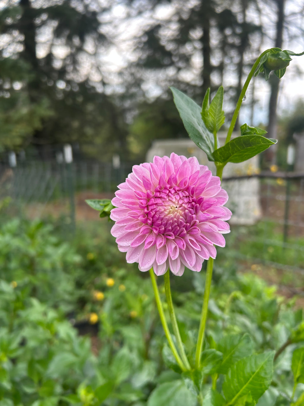 Tahoma Kelli