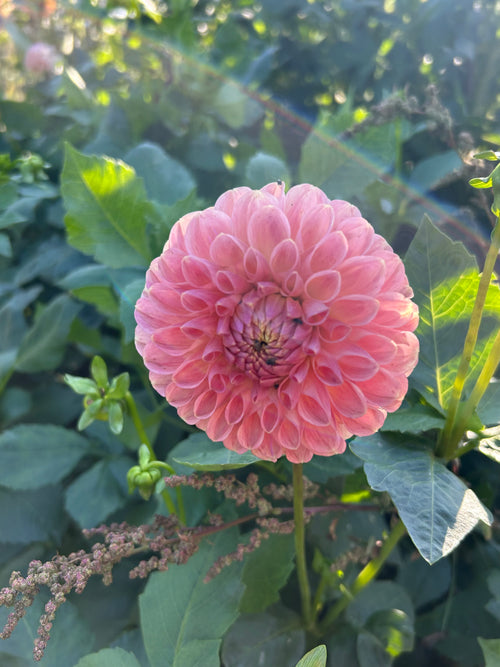 Clearview Peachy