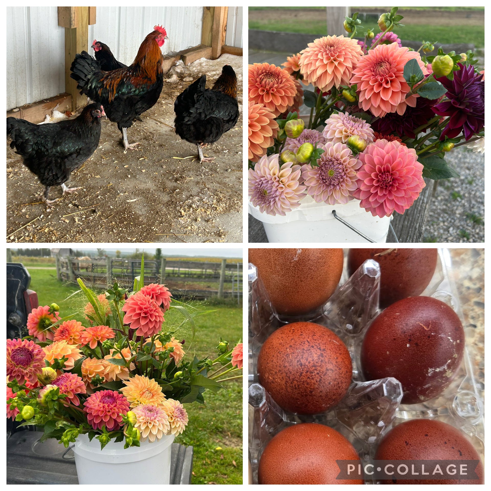 Blooms & BCMs
