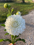 KA’s® Bella Luna