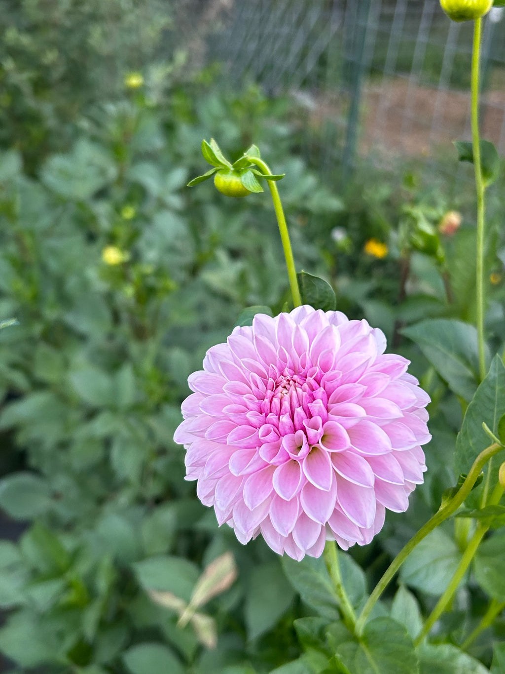 Tahoma Kelli