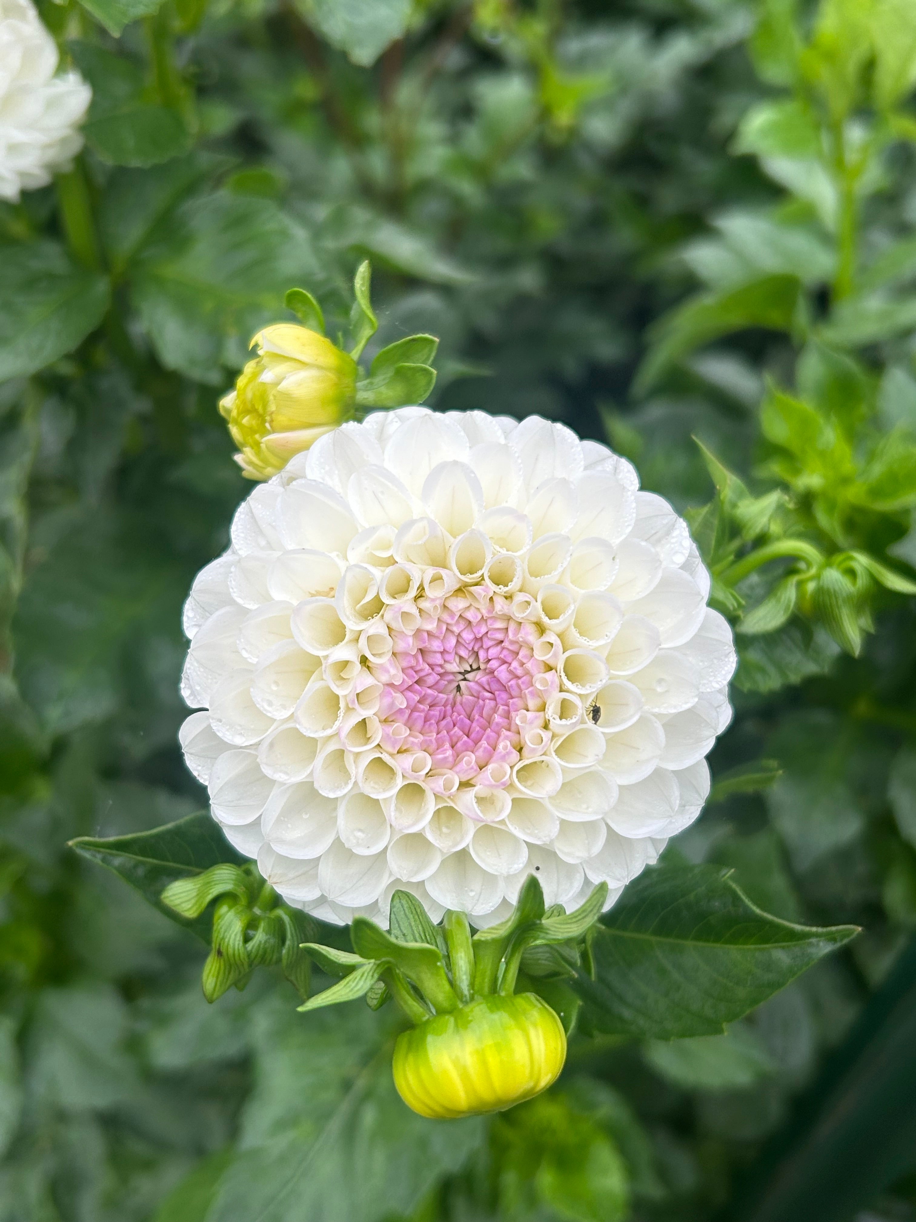 Hollyhill Miss White