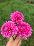 Pink Sylvia