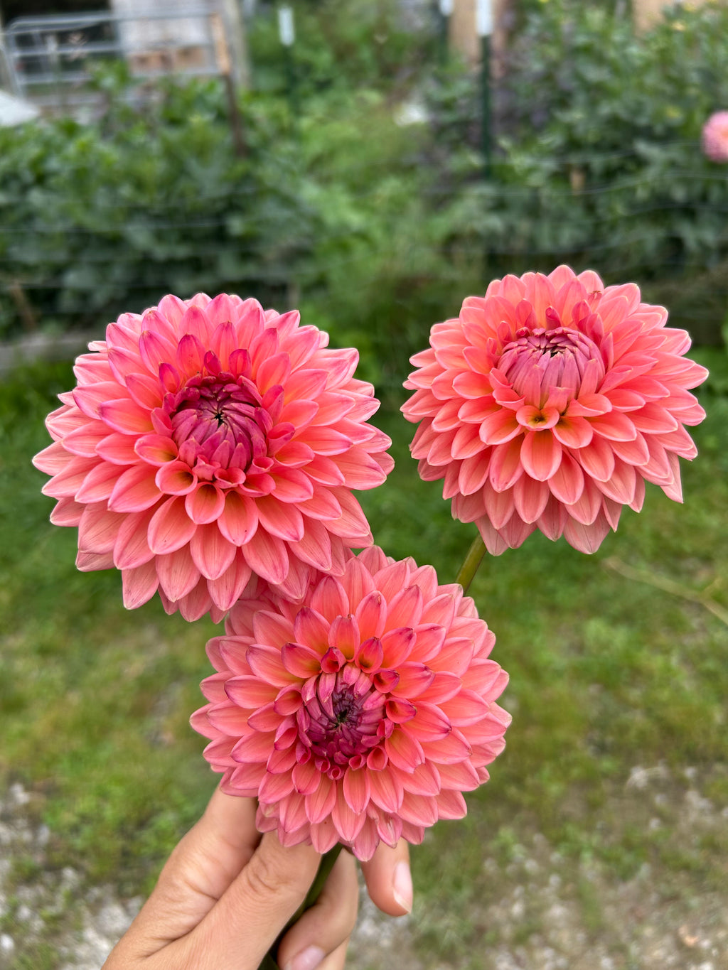 Lees Zesty Peach