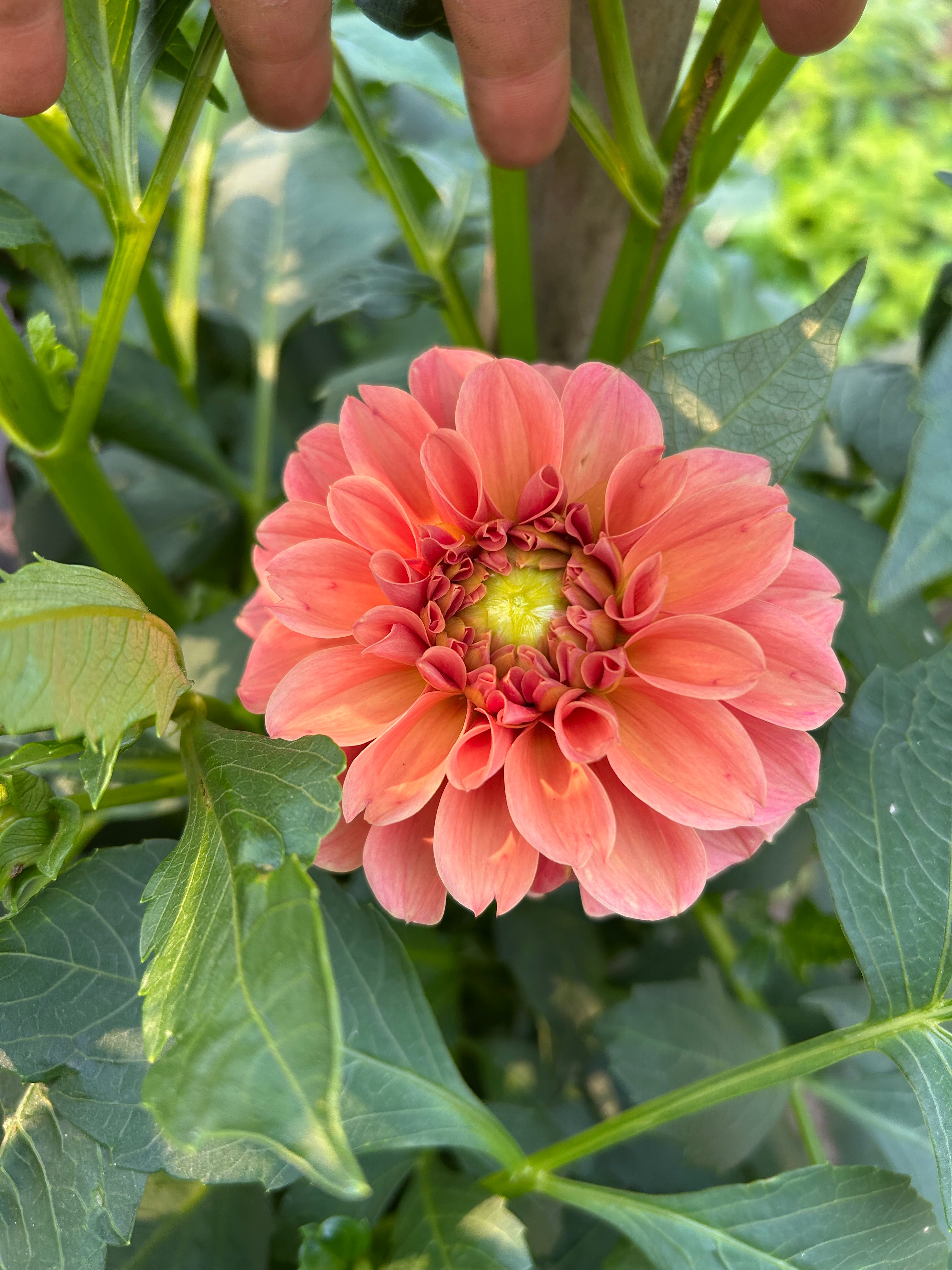 KA’s® Apricot Jam