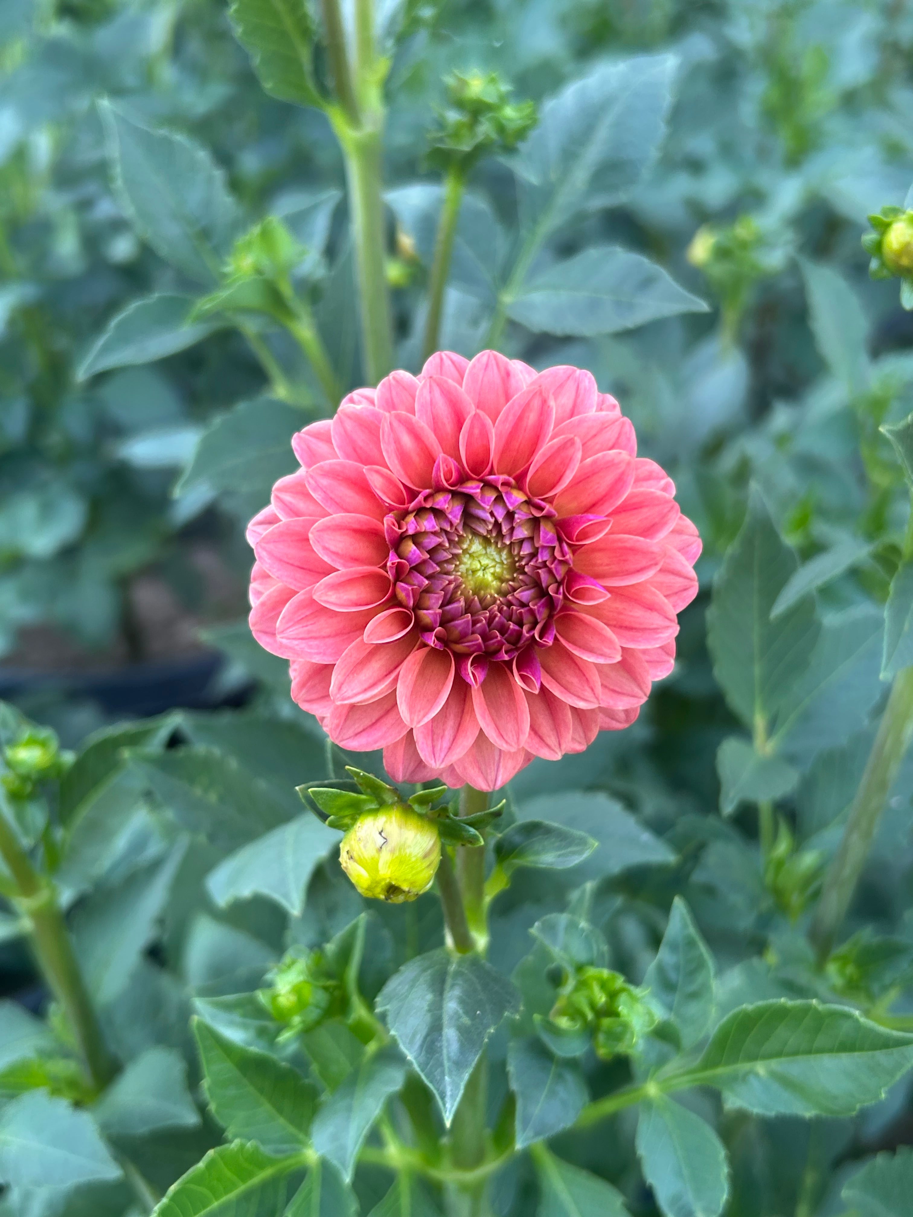 KA’s® Keltie Rose