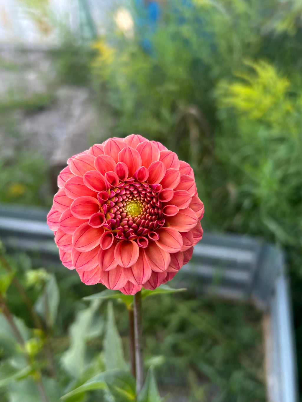 Rose Toscano