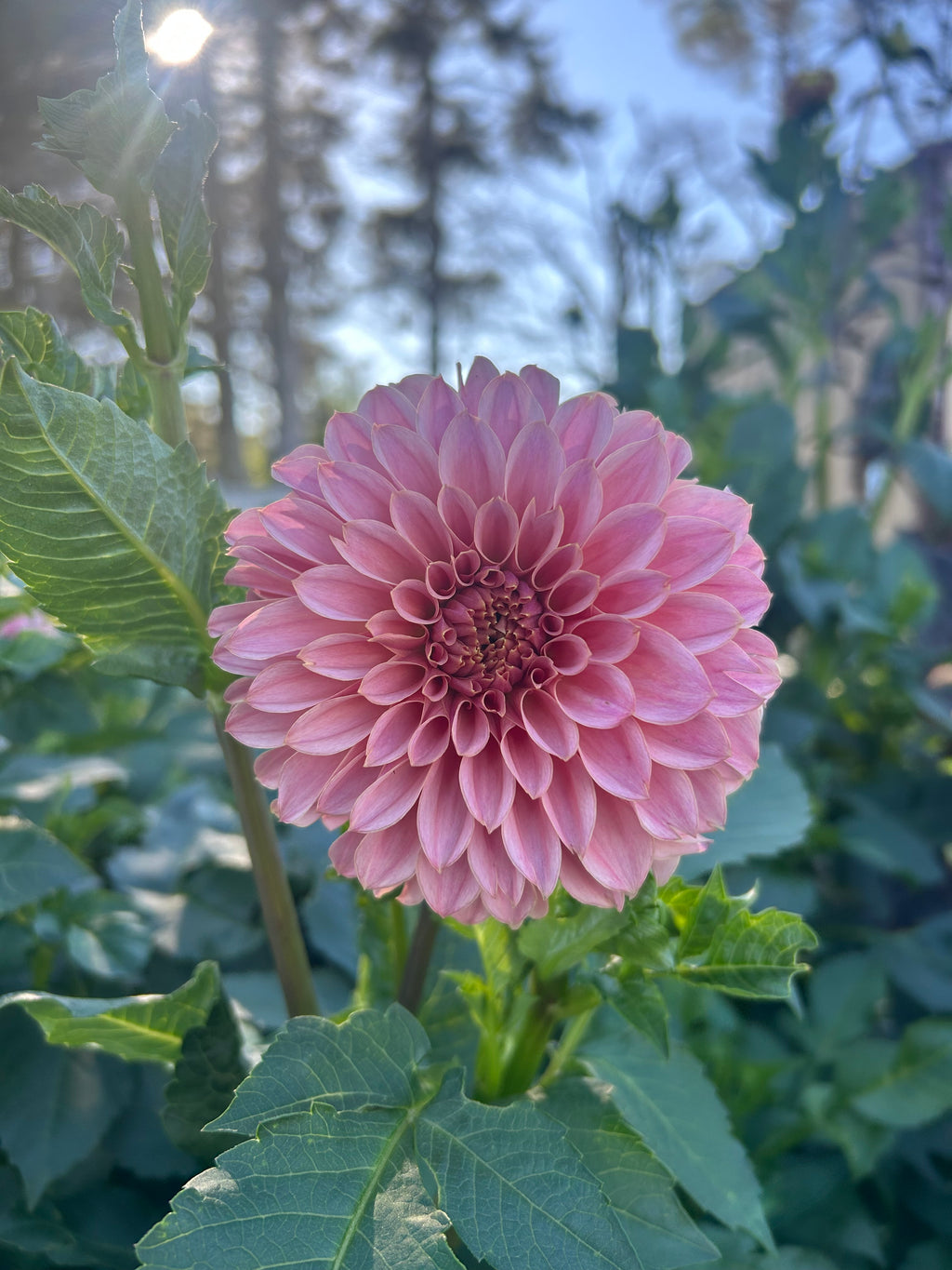 KA’s® Guava