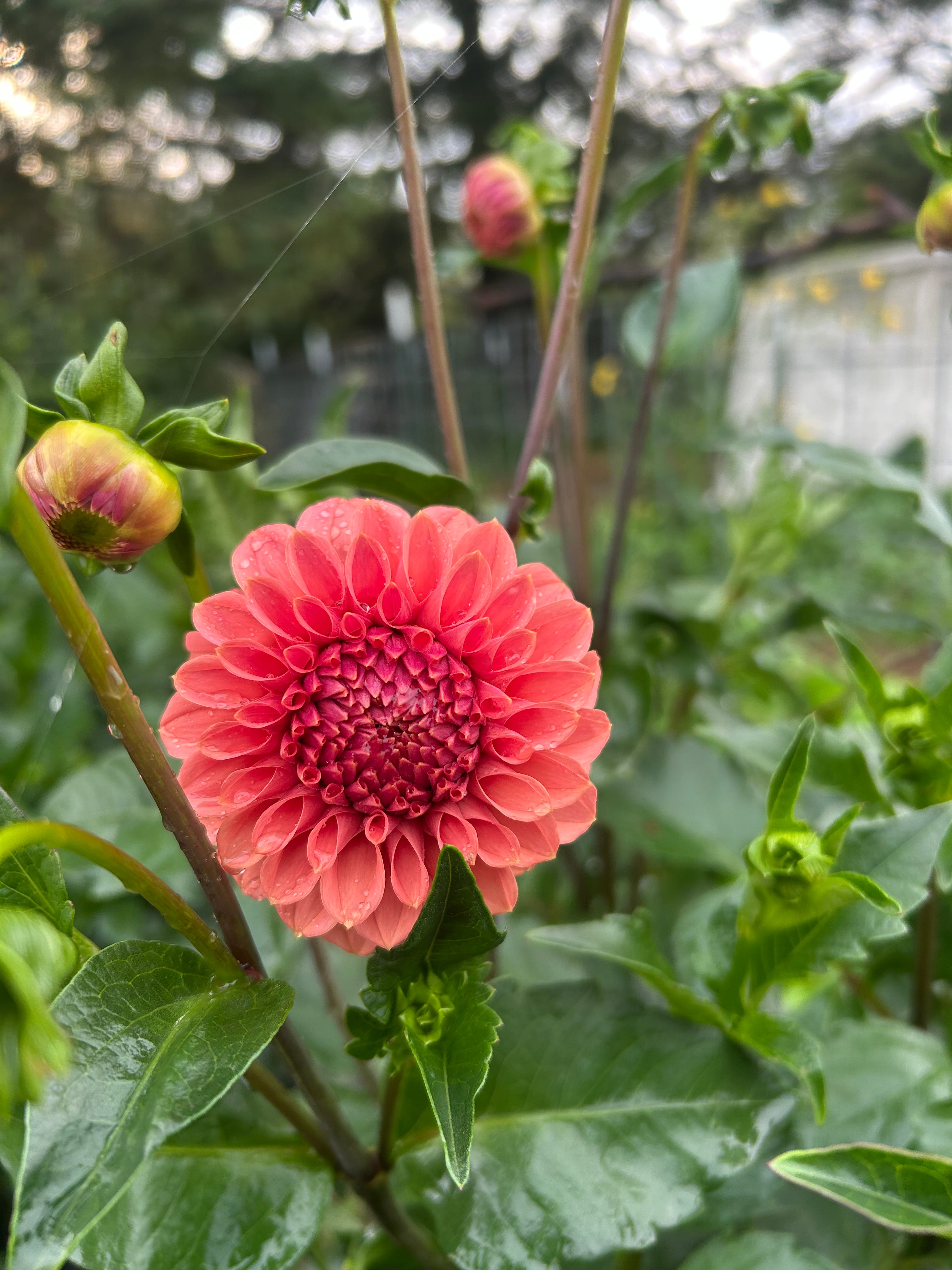 KA’s® Keltie Rose