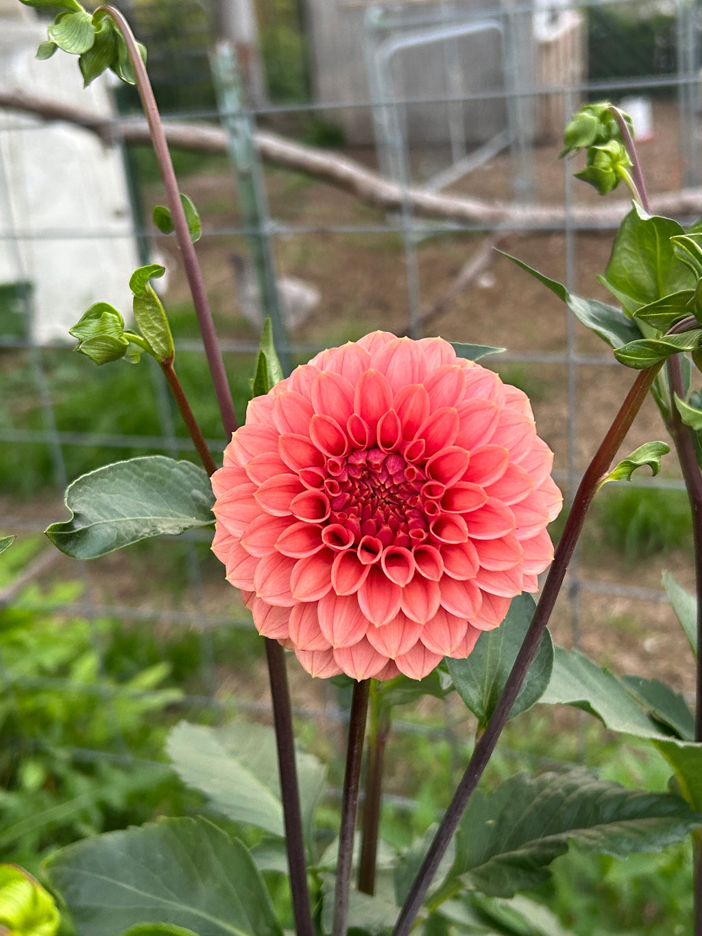 KA’s® Keltie Rose