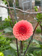 KA’s® Keltie Rose