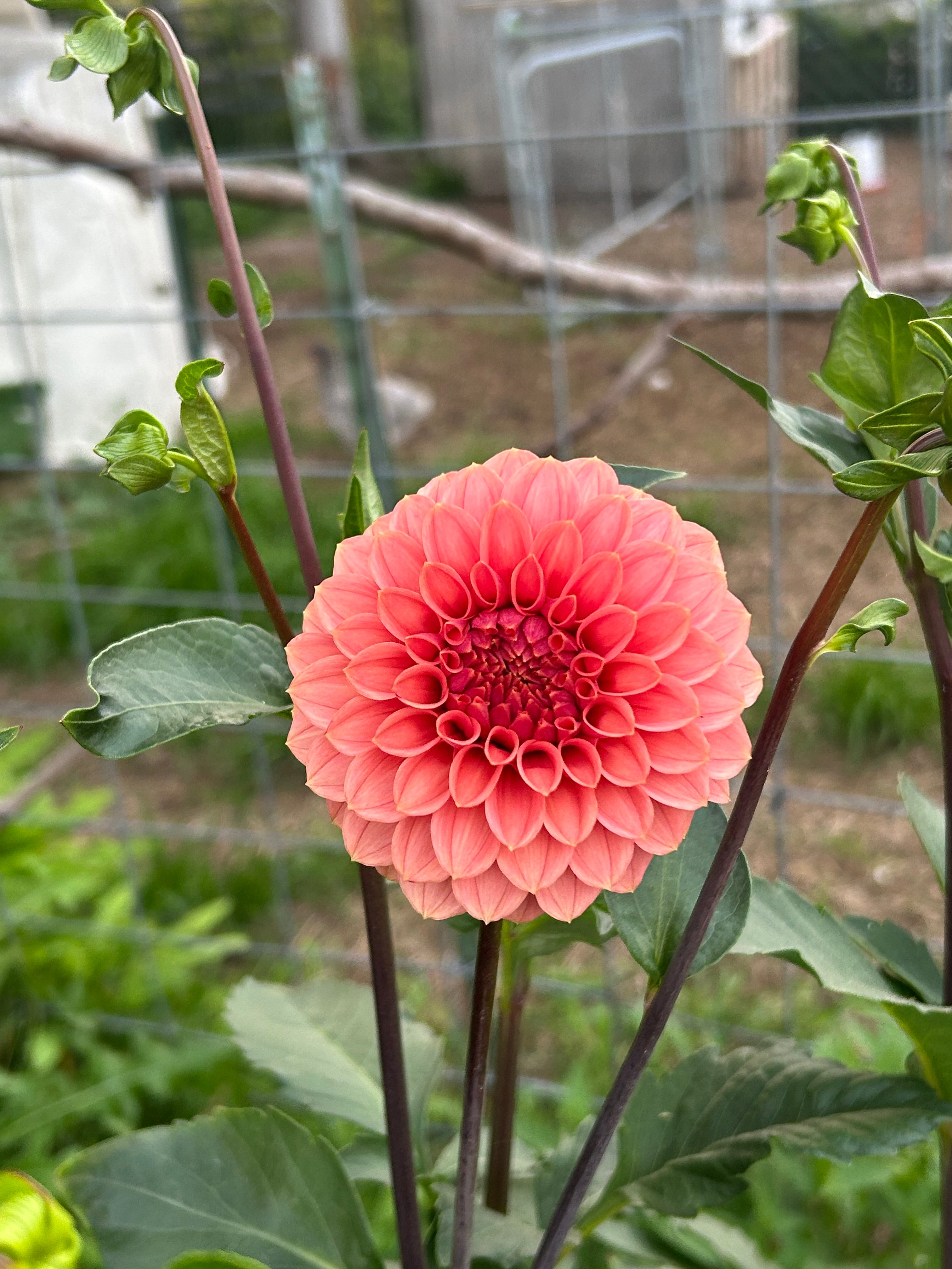 KA’s® Keltie Rose