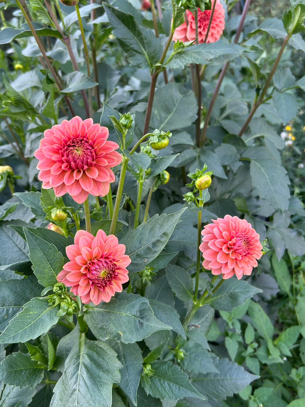 KA’s® Boho Peach