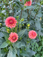 KA’s® Boho Peach