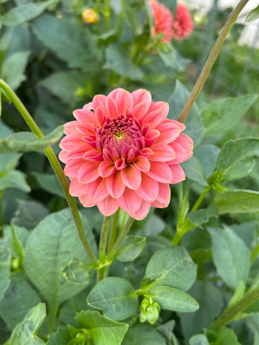 KA’s® Boho Peach