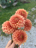 KA’s® Coral Sea