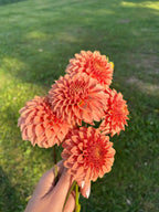 KA’s® Coral Sea