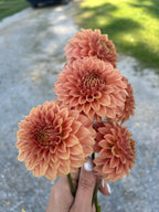 KA’s® Coral Sea