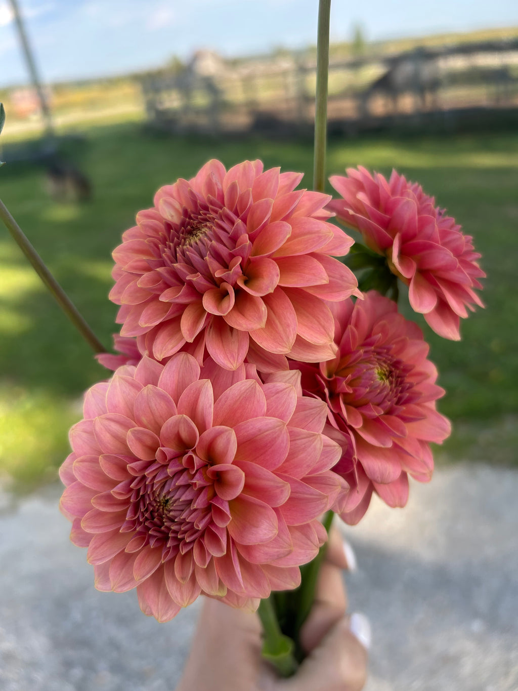 KA’s® Boho Peach