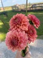 KA’s® Boho Peach