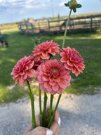 KA’s® Boho Peach