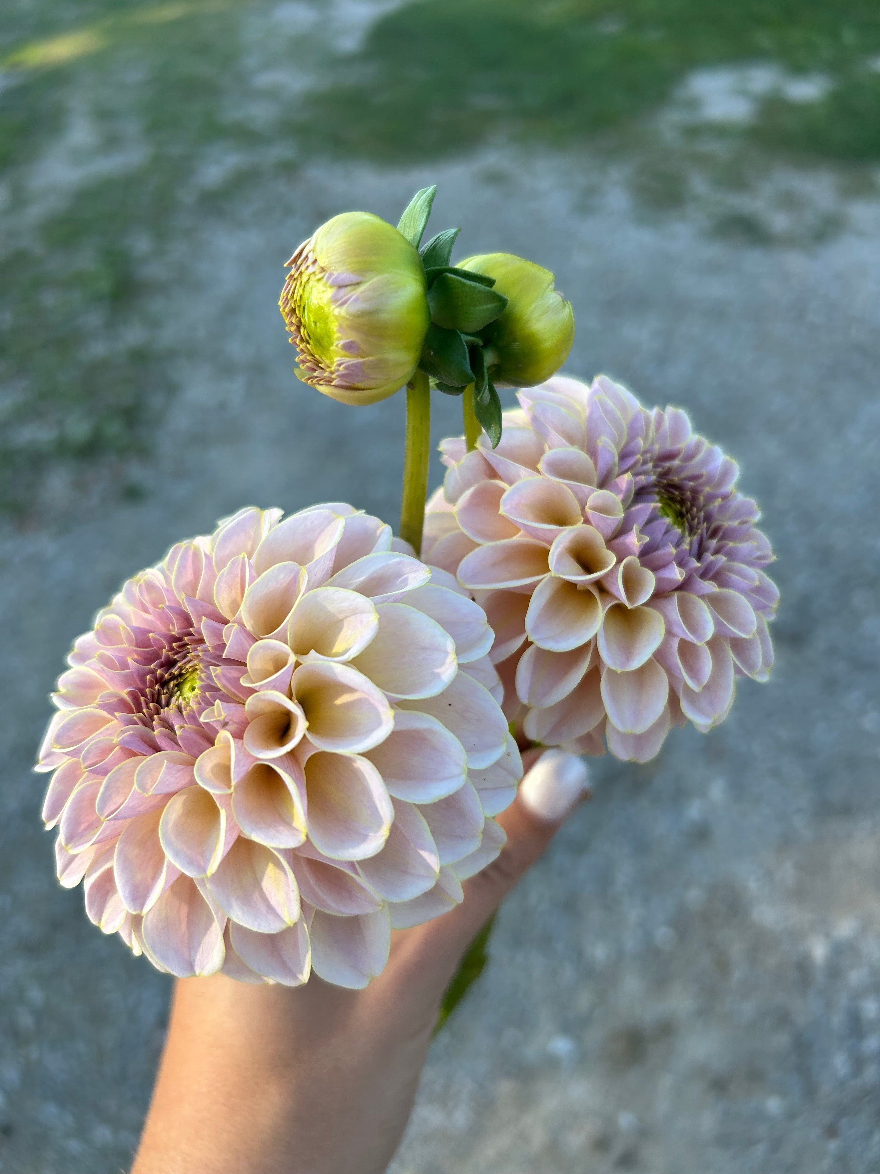 KA’s® Cinder Rose