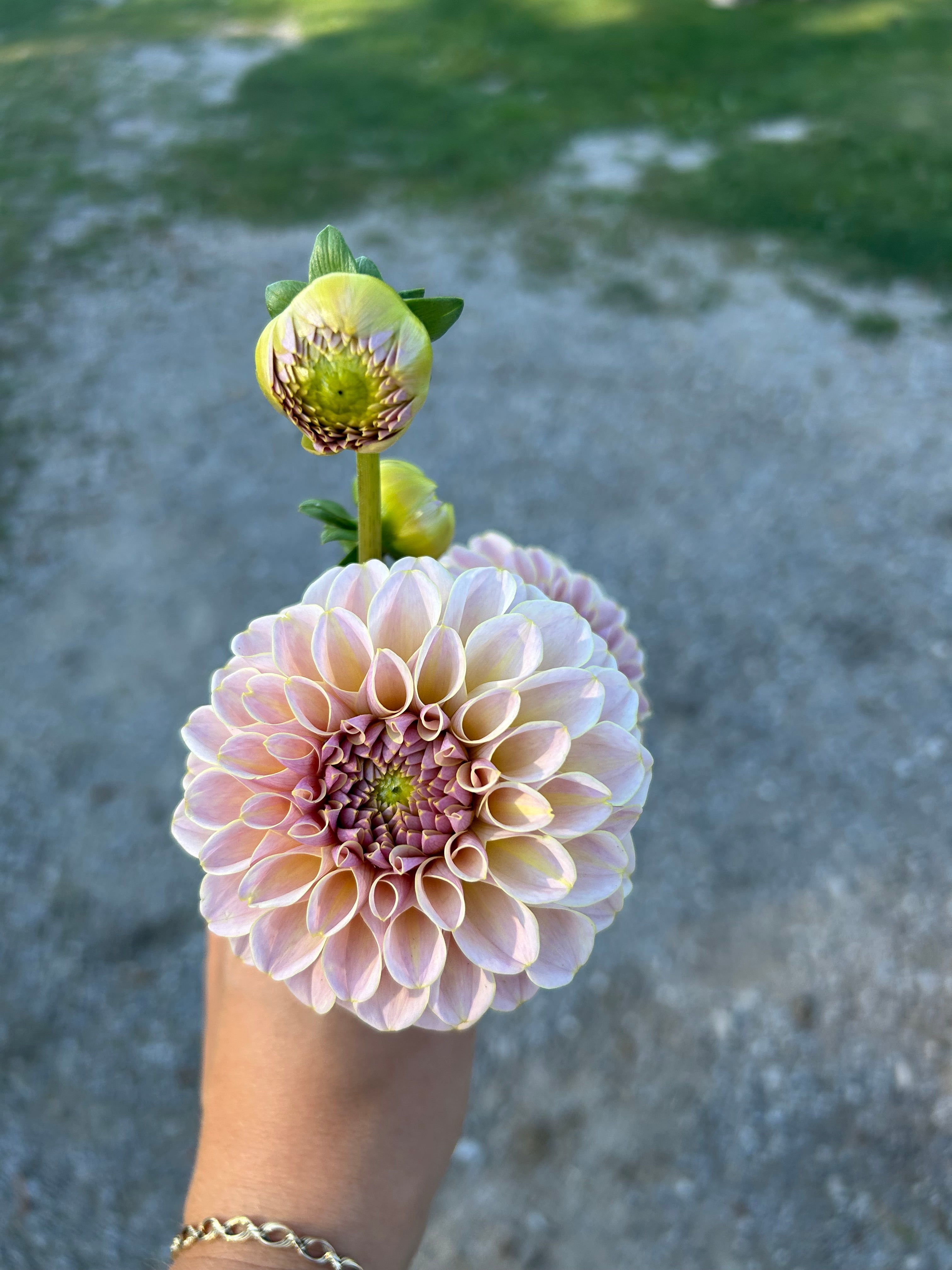 KA’s® Cinder Rose