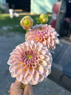 KA’s® Cinder Rose
