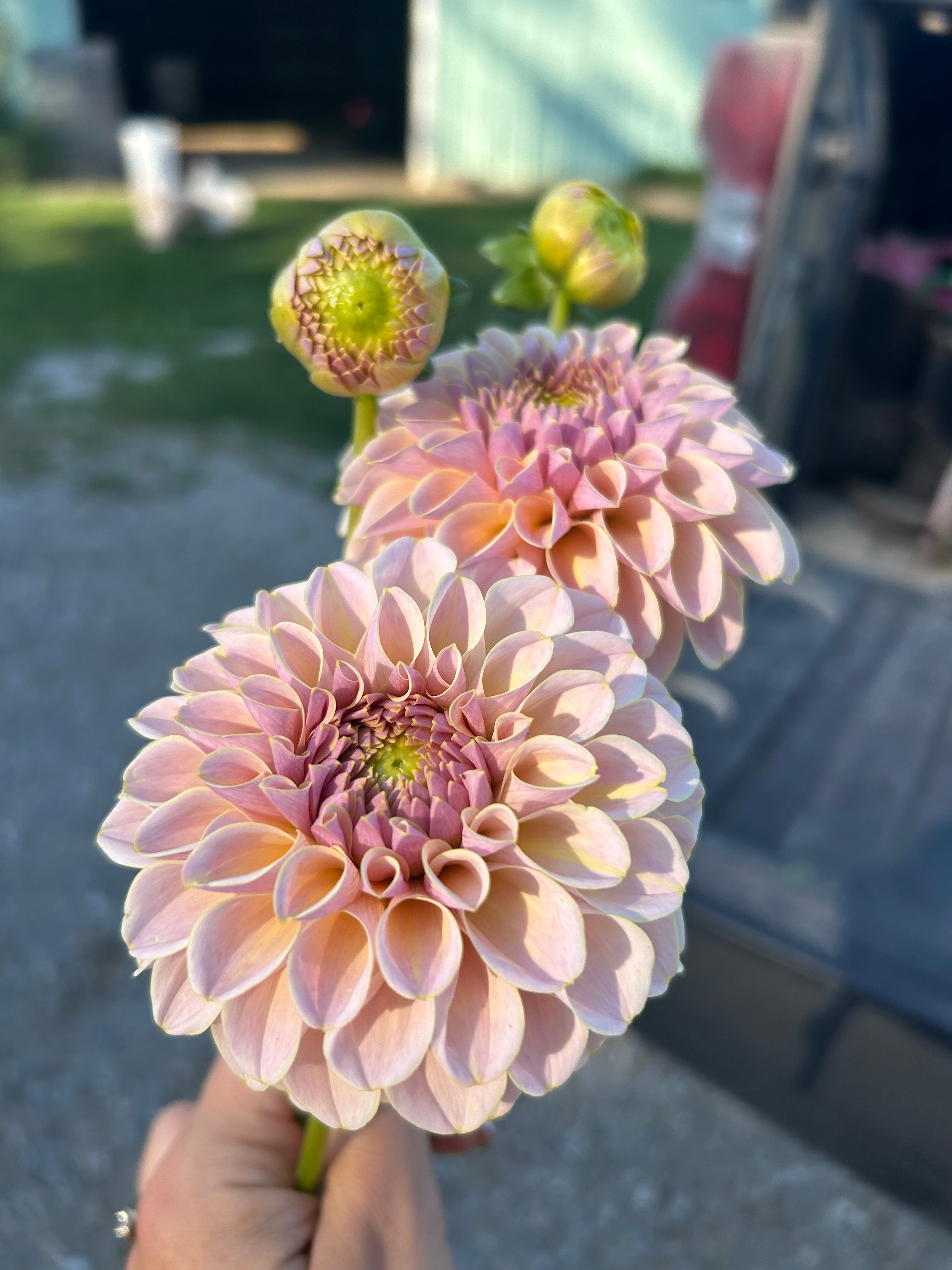 KA’s® Cinder Rose