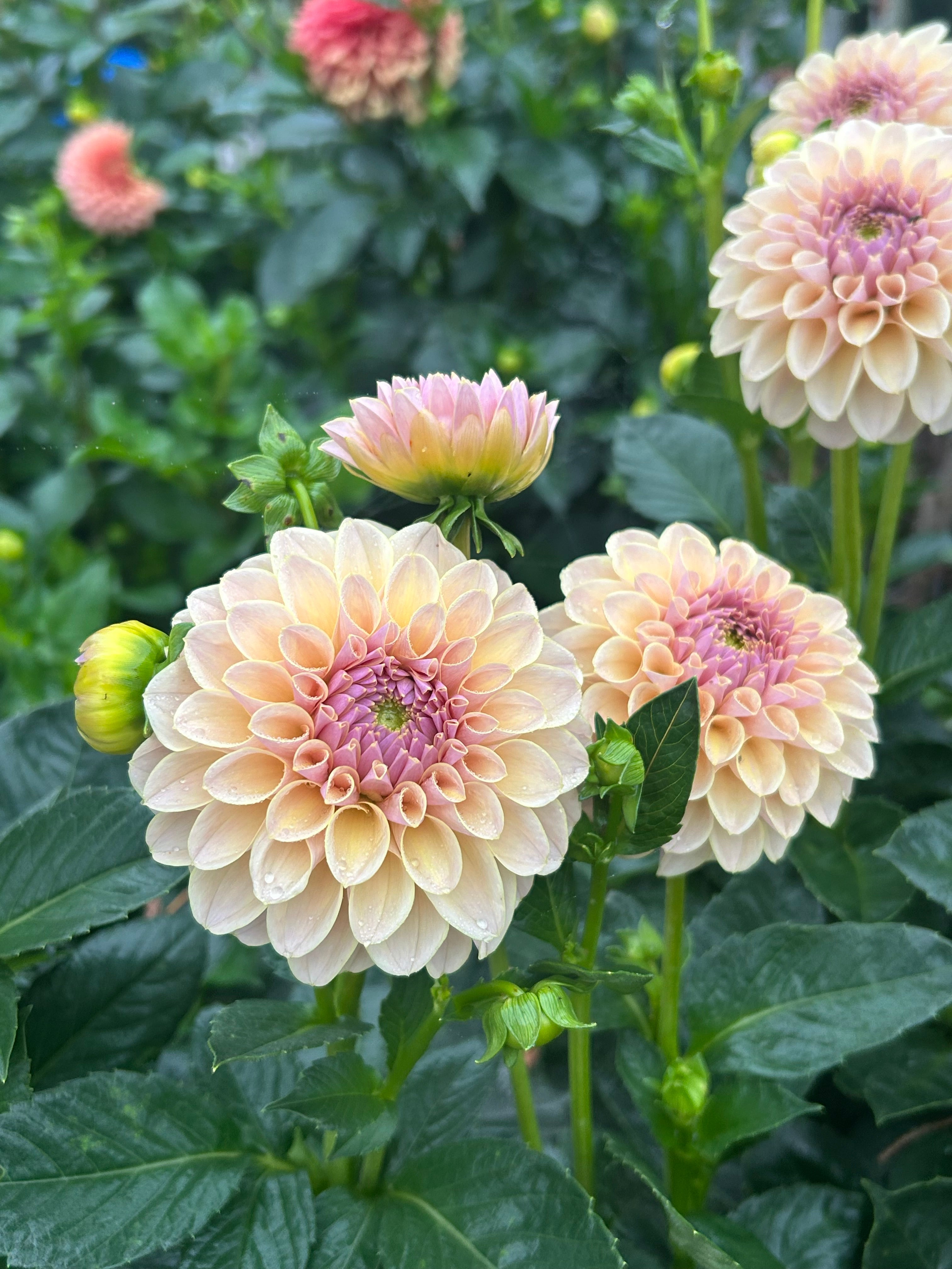 KA’s® Cinder Rose