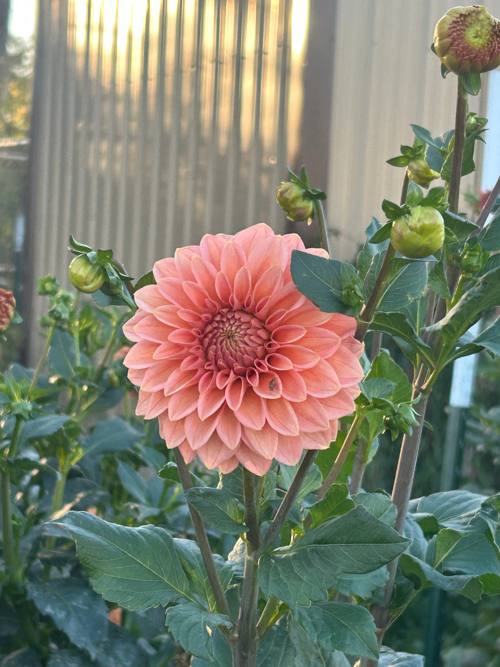 KA’s® Guava