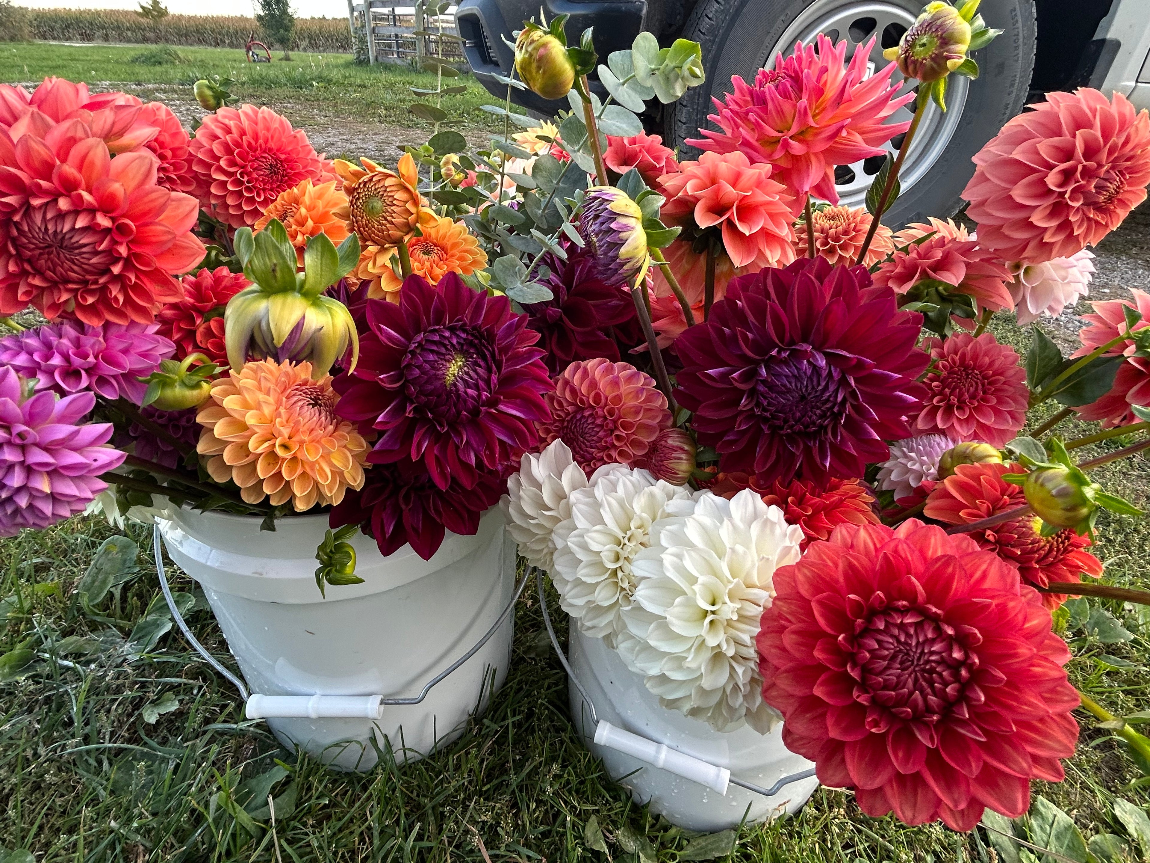 Growers Choice Bundle