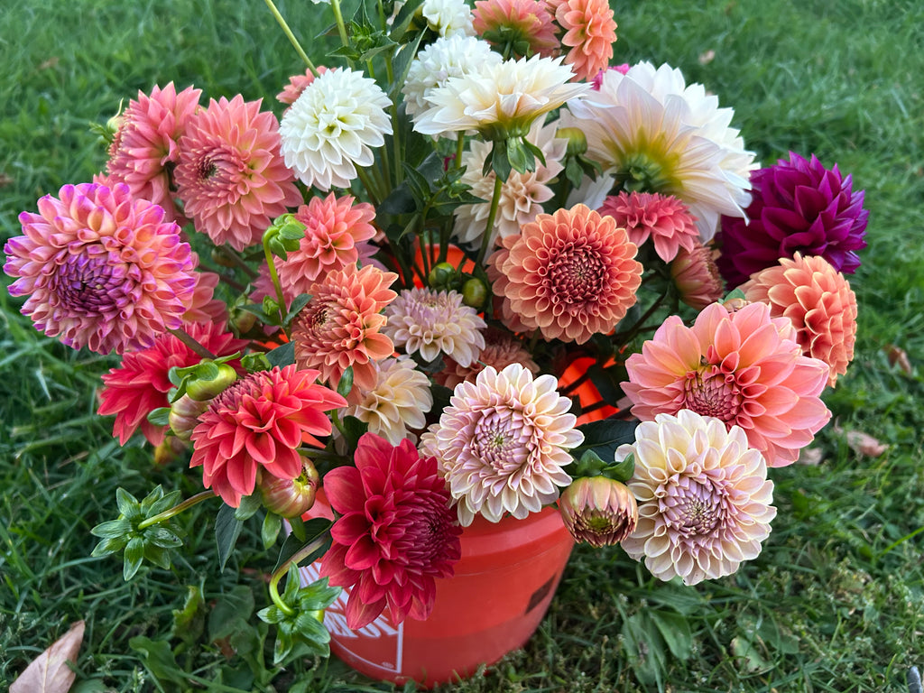 Growers Choice Bundle