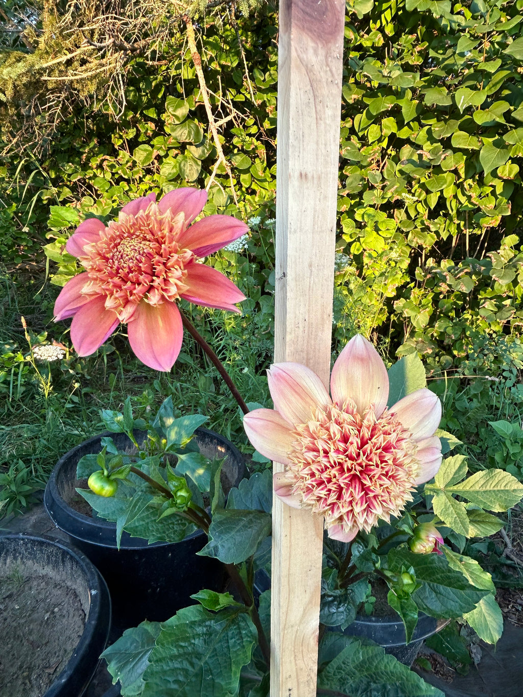 Sandia Brocade