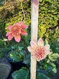 Sandia Brocade