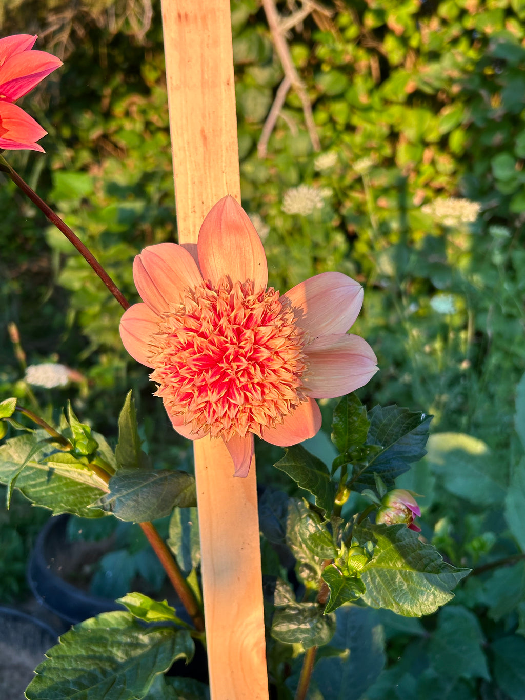 Sandia Brocade