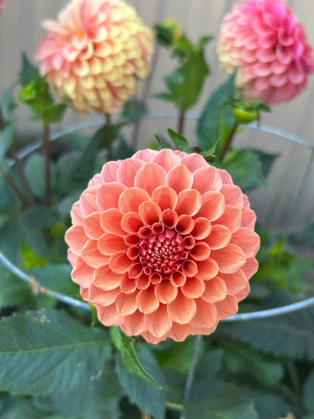 Rose Toscano